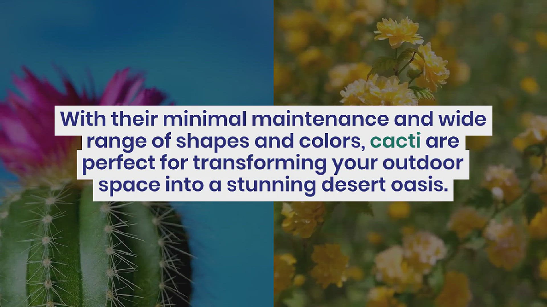 'Video thumbnail for Cactus Garden Ideas'