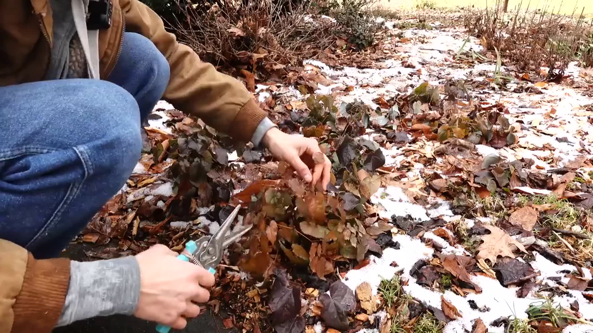 'Video thumbnail for Great Groundcovers - EPIMEDIUM Barrenwort - Grow & Divide'