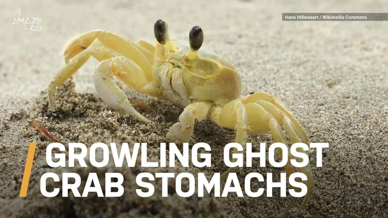 Video thumbnail for A closer look at ghost crabs' stomach teeth growls