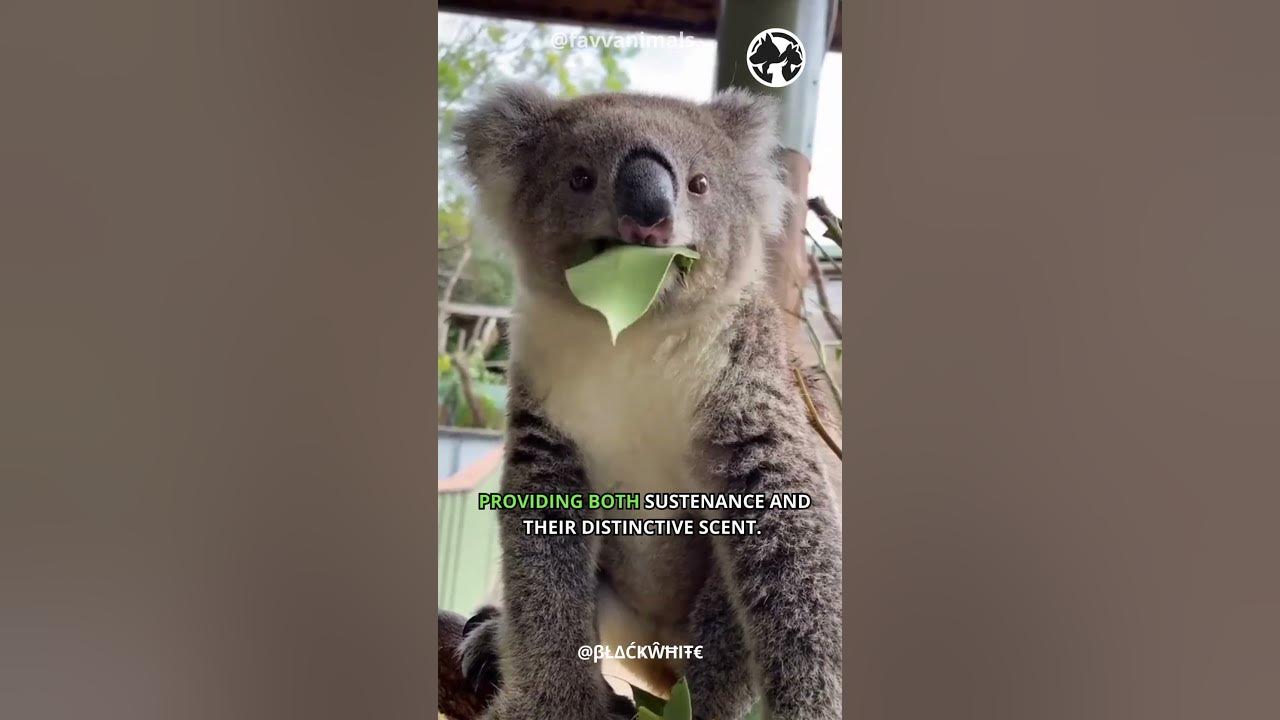 Video thumbnail for Koala Chronicles Life in the Eucalyptus Canopy  #shorts