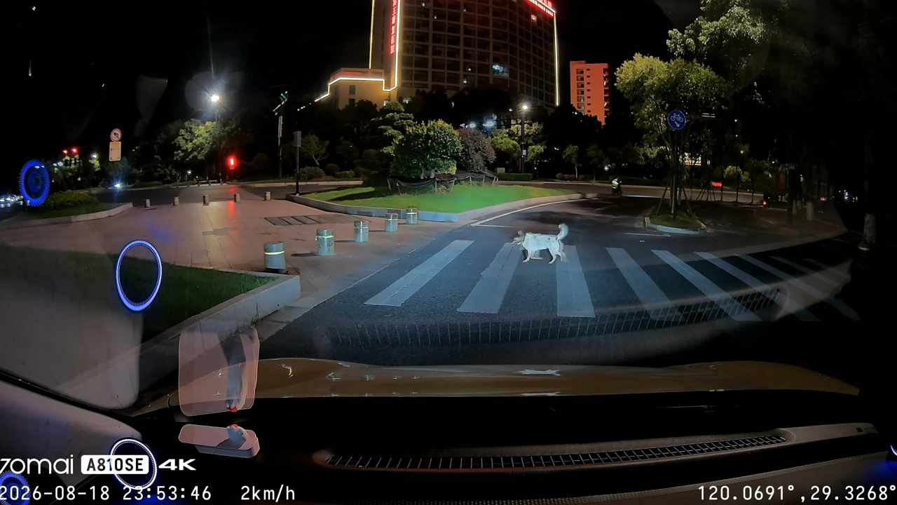Video thumbnail for Dog Waits Patiently for Car to Pass Before Crossing in Zhejiang, China