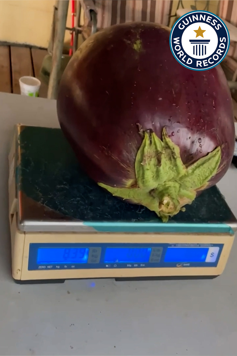 'Video thumbnail for Dave Bennett grows the world's heaviest aubergine'