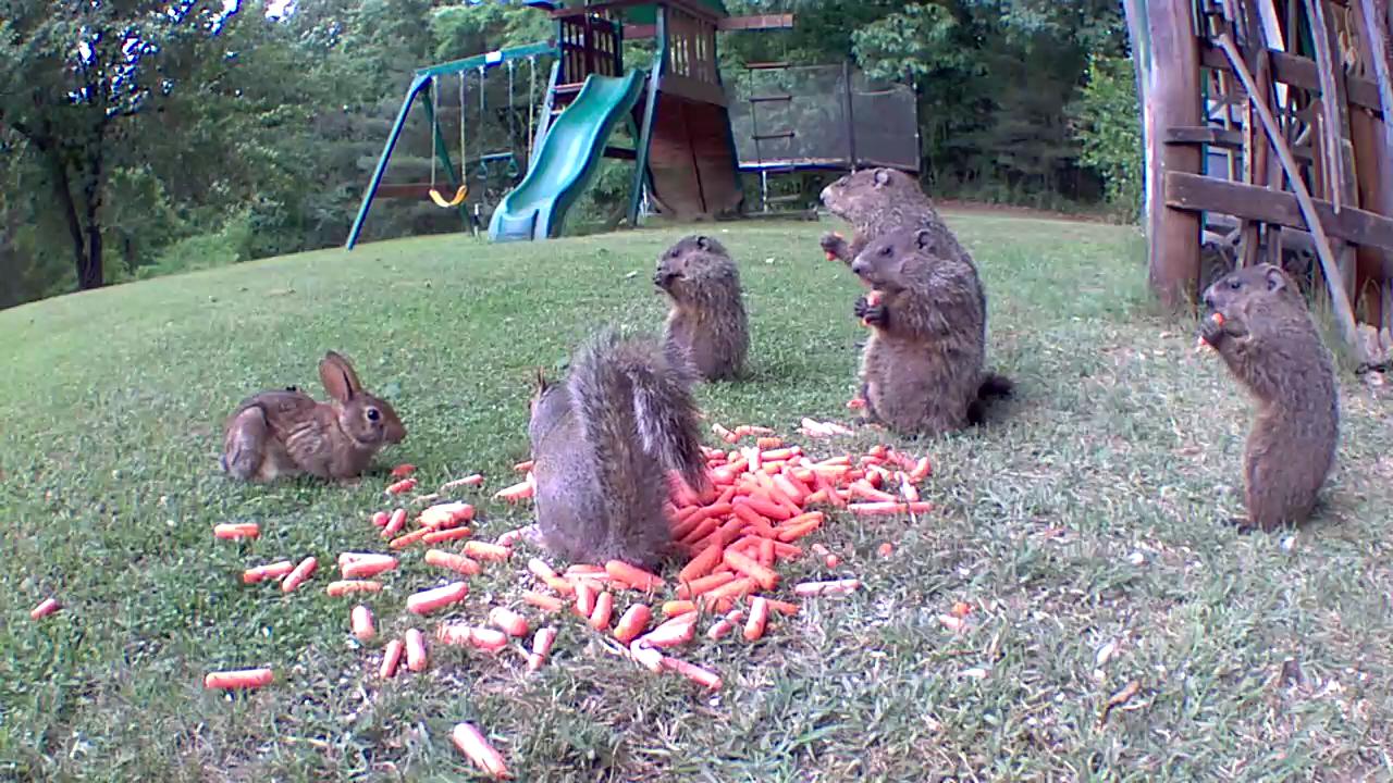 Video thumbnail for Baby Groundhogs, Rabbits, and Squirrels Eating Carrots Together