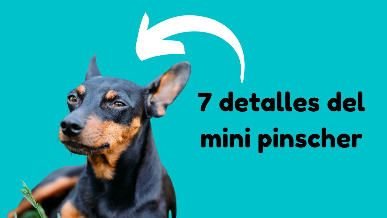 Video thumbnail for 7 CARACTERÍSTICAS del PINSCHER MINIATURA 🐕🐕