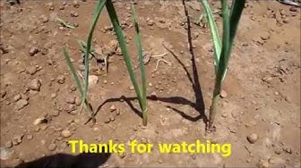 'Video thumbnail for Growing garlic plant from cloves / How to grow garlic in your home garden'