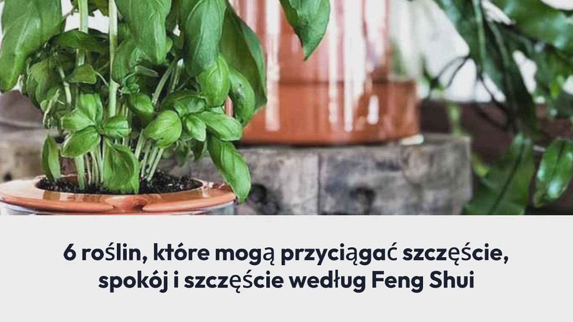 Video thumbnail for 8 pachnących roślin, które naturalnie odstraszają pająki bez użycia środków owadobójczych