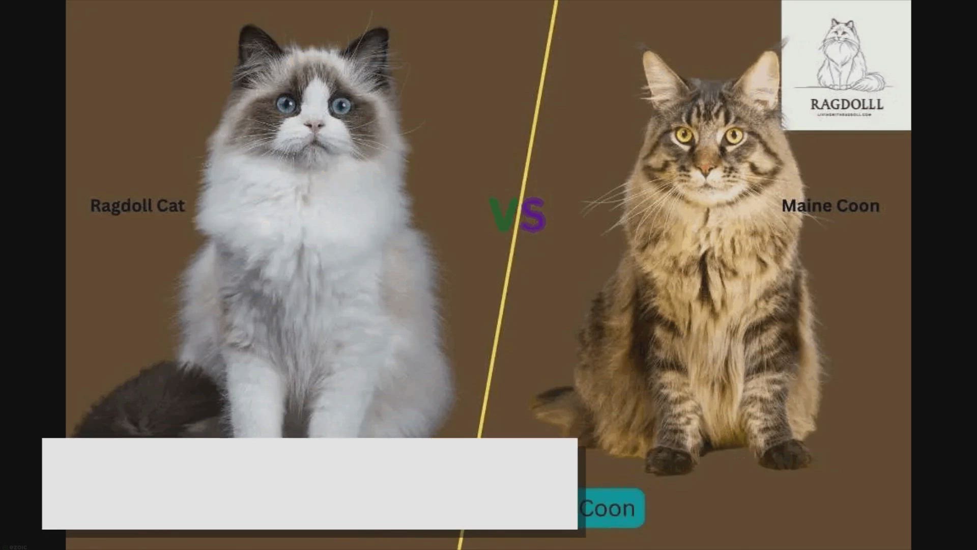 'Video thumbnail for Ragdoll Cat vs. Maine Coon: Which Breed Is Right for You?'