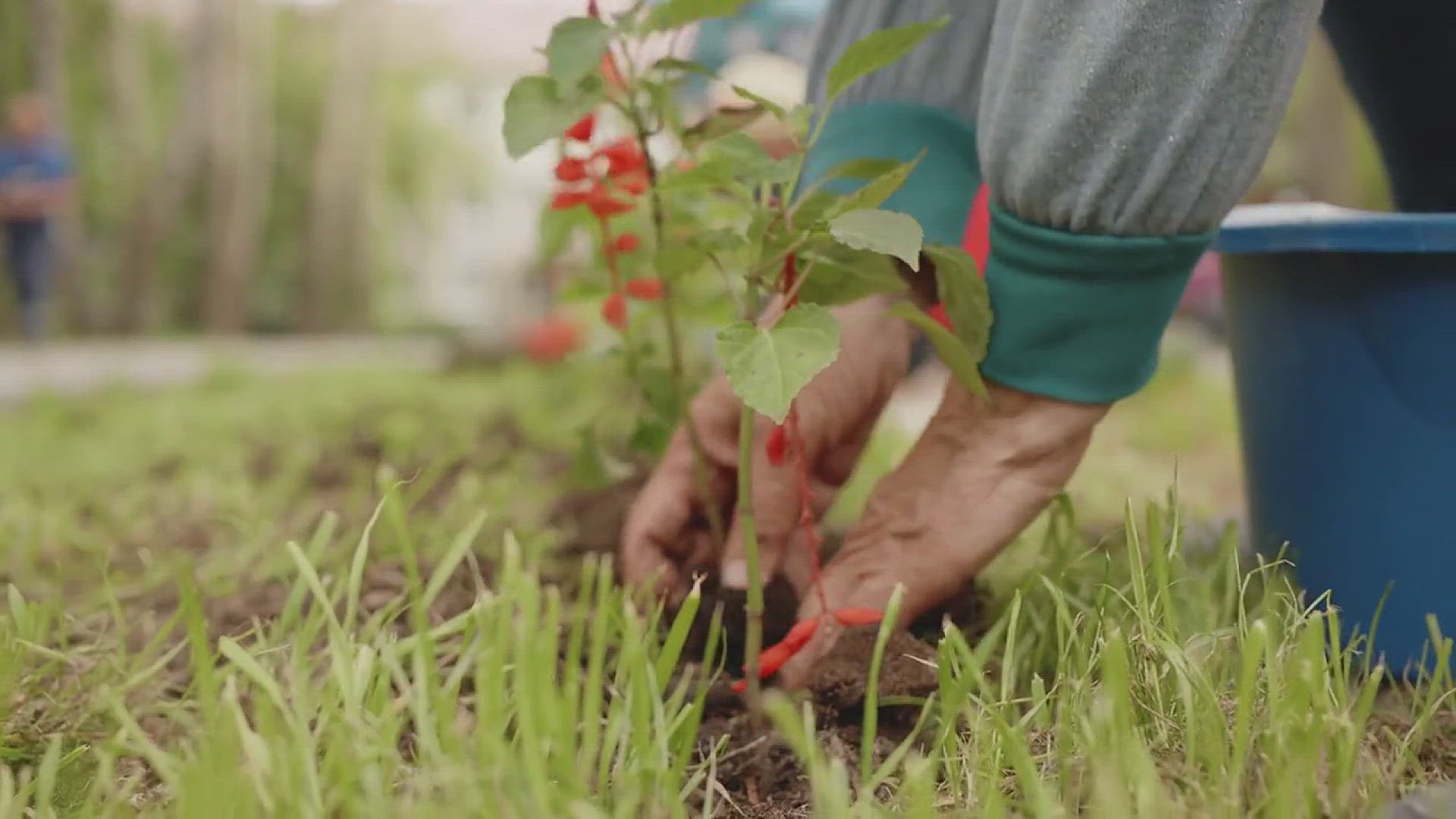 'Video thumbnail for How to Grow Strawberries in Your Garden'