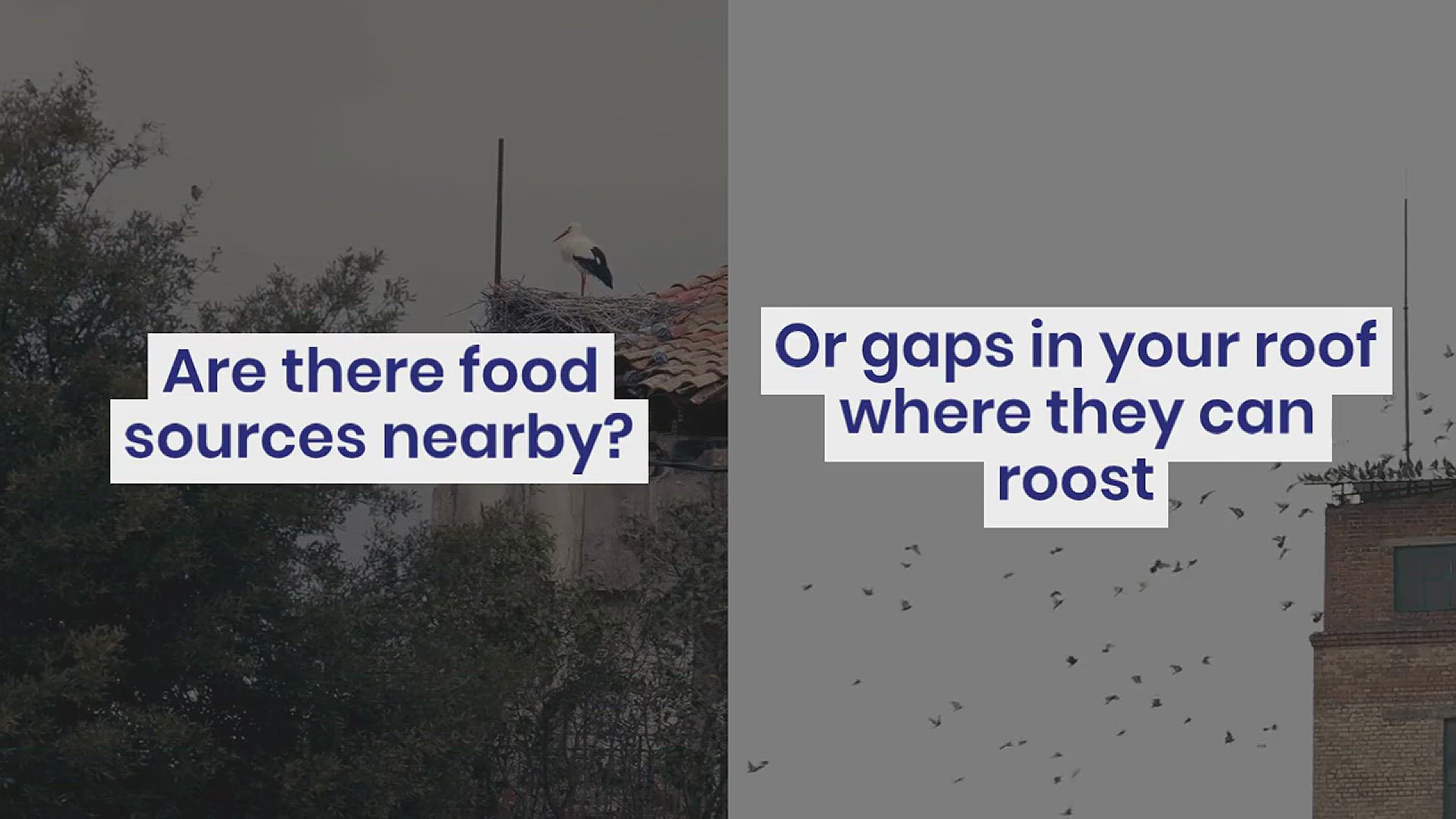 'Video thumbnail for How to Get Rid of Pigeons on Your Roof'