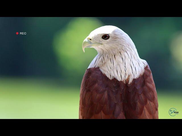 Video thumbnail for Hawks in Tennessee: Winged Guardians of the Volunteer State