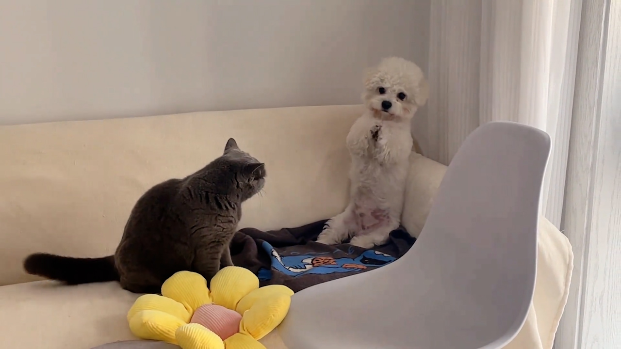 Video thumbnail for Dog Raises Paws as Cat Playfully Jumps