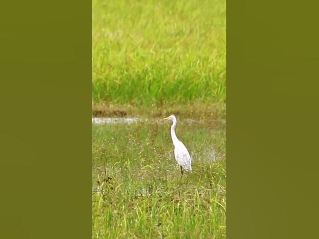 Video thumbnail for White Bird Catch Snail WB 04 #bird #birds #shortbird #viralbirds