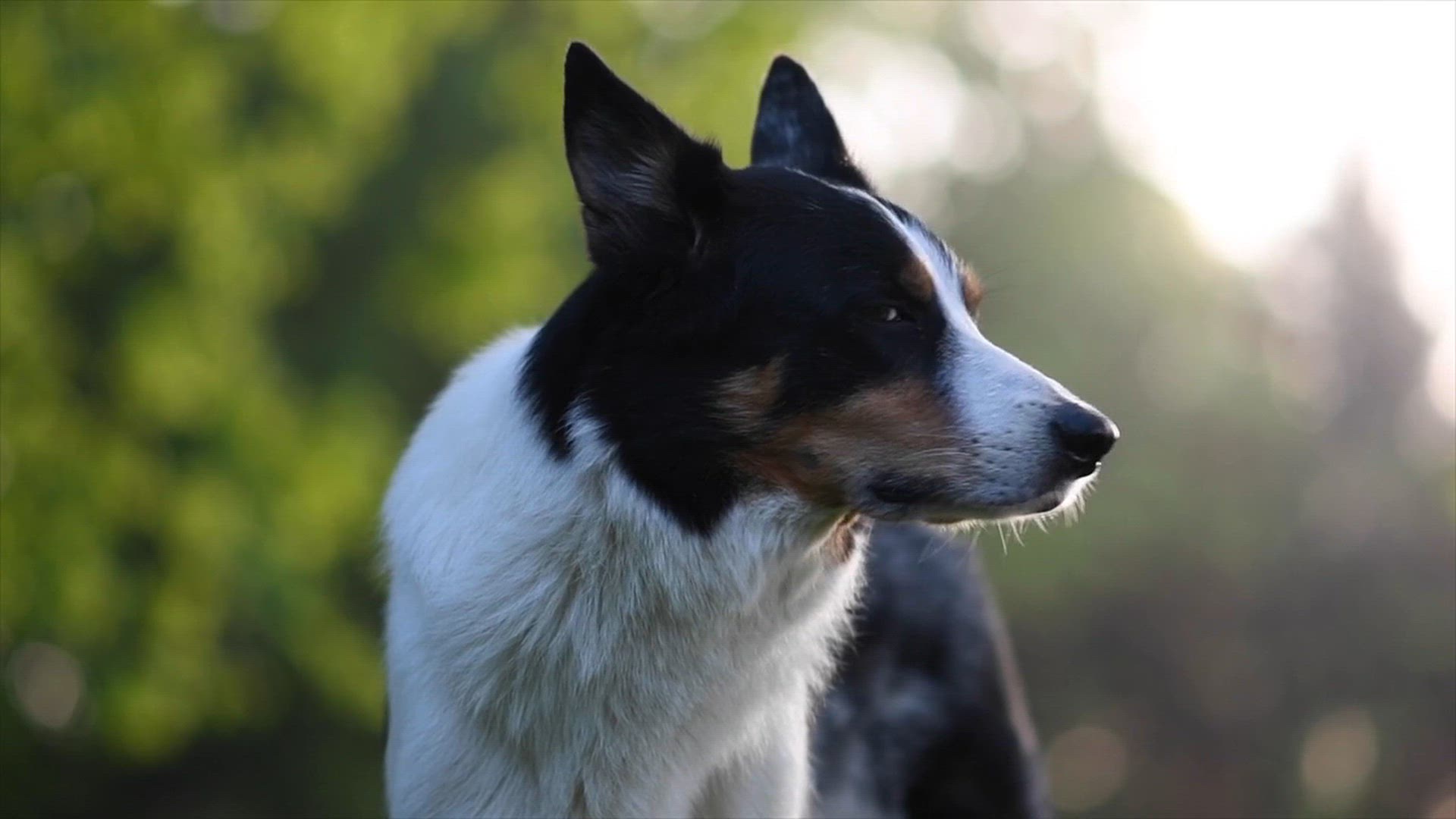 Video thumbnail for Cute Chihuahua Puppy for Sale in Alahitiyawa, Kurunegala, Sri Lanka | චූටි කුකූ