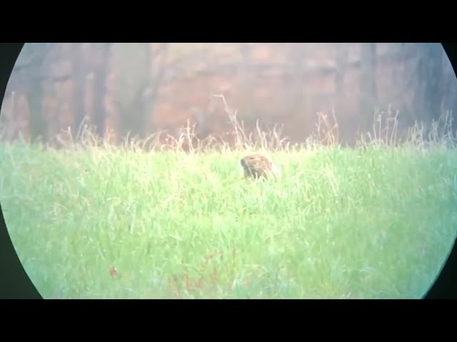 Video thumbnail for 22-250 Smokes!! woodchuck 50gr Vmax