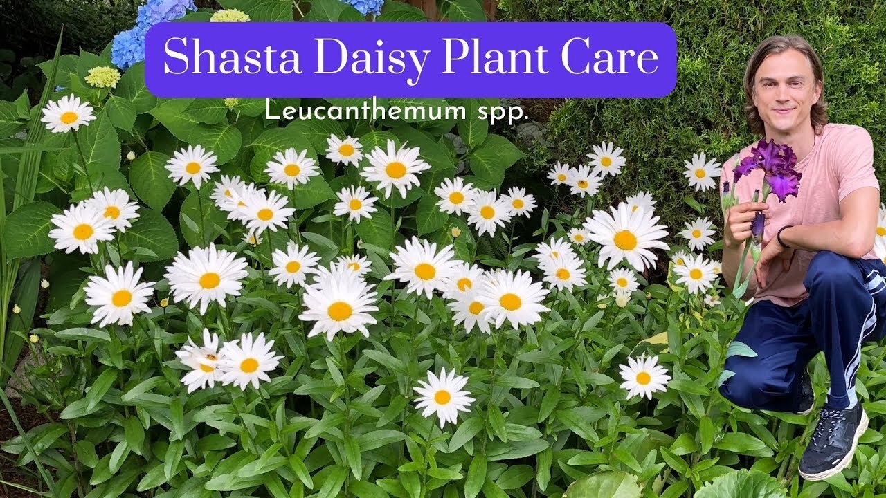 Video thumbnail for Deadheading Shasta Daisies - Plant Care throughout the Year - Complete Instructions Leucanthum