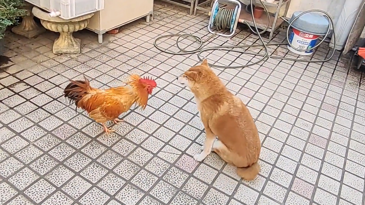 Video thumbnail for Rooster Pecks at Dog Causing It to Back Away