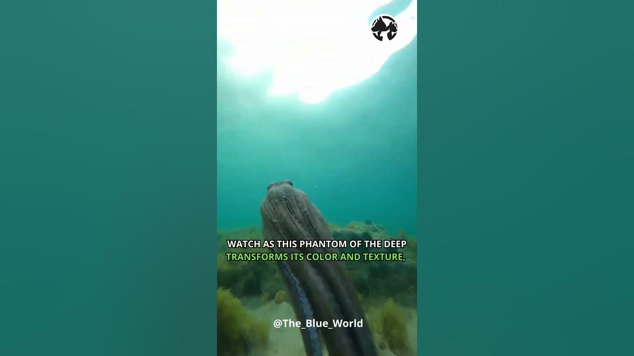 Video thumbnail for Octopus Illusions: Unveiling the Art of Underwater Camouflage #shortvideo #short #shorts