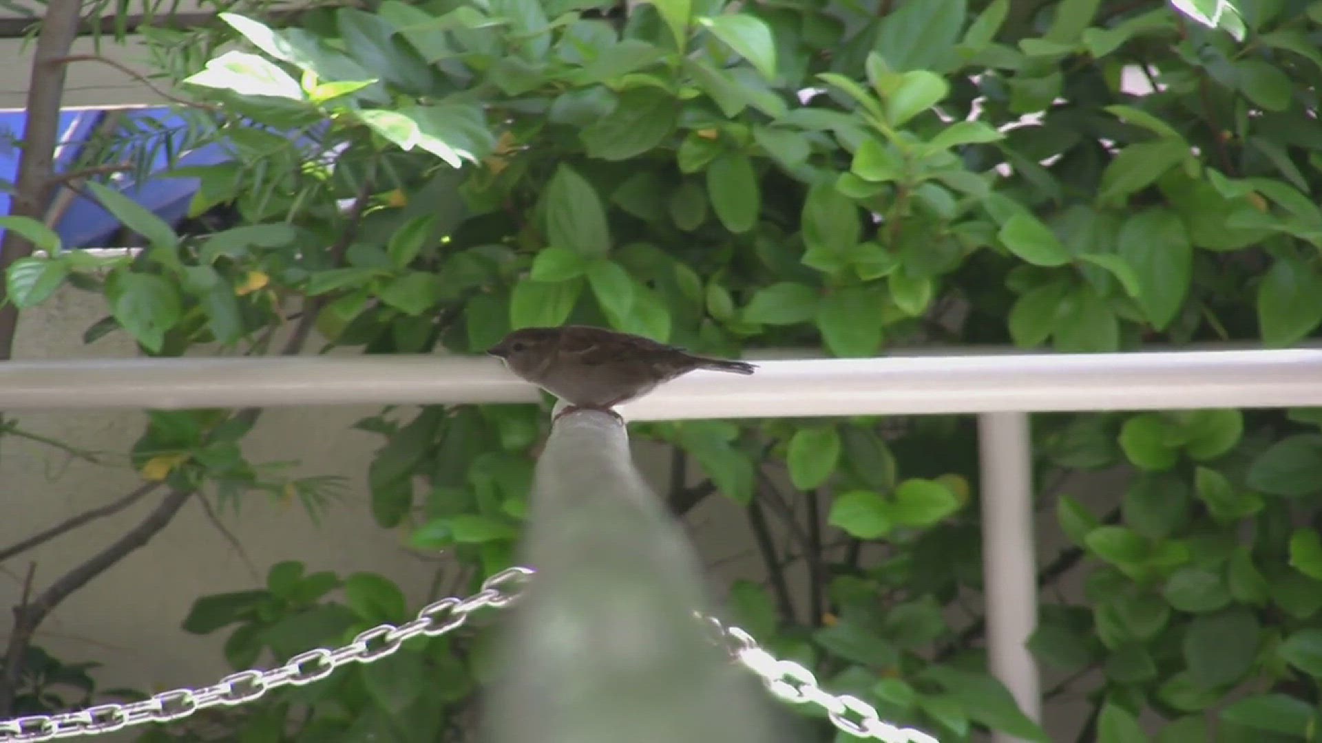 'Video thumbnail for How to Keep Ants Off Your Hummingbird Feeder'