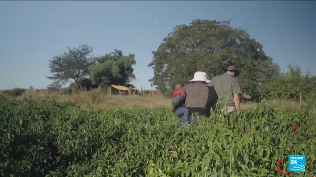 Video thumbnail for Zimbabwe's farmers push on as land grab compensation flounders