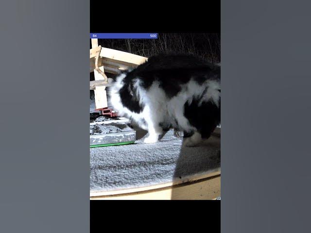 Video thumbnail for Chat en pleine exploration nocturne à la mangeoire!