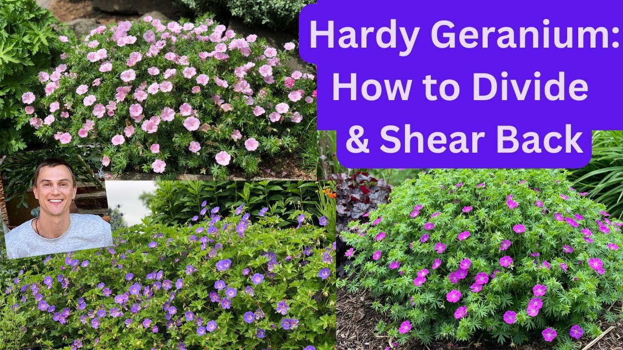 Video thumbnail for HARDY GERANIUM: How to Divide & Shear Back for more Flowers