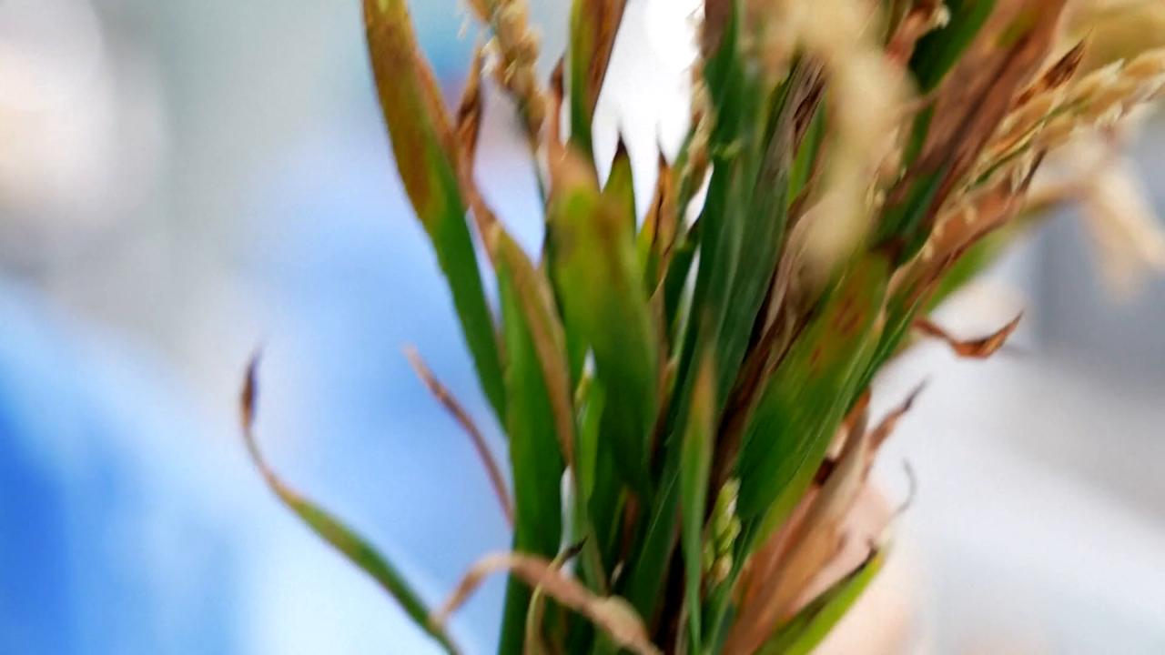 Video thumbnail for China: Precision rice growing in S China's tech hub Shenzhen.