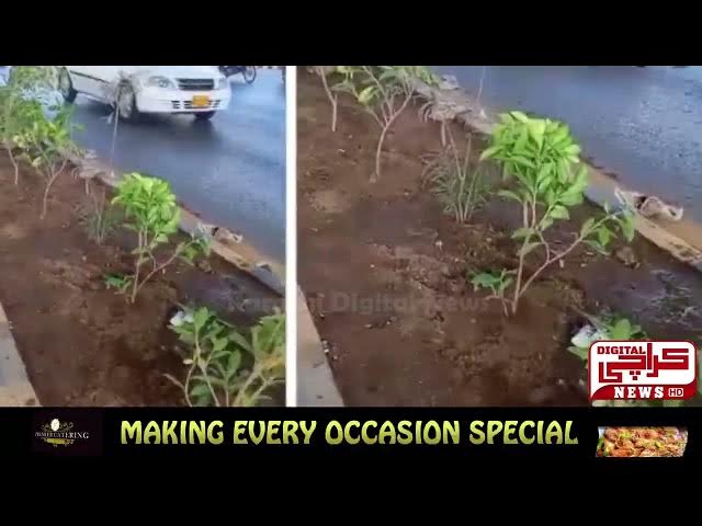 Video thumbnail for کے ایم سی کے محکمہ باغات نے شارع فیصل سے کونوکارپس کے درختوں کو ہٹانے کے کام کا آغاز کر دیا