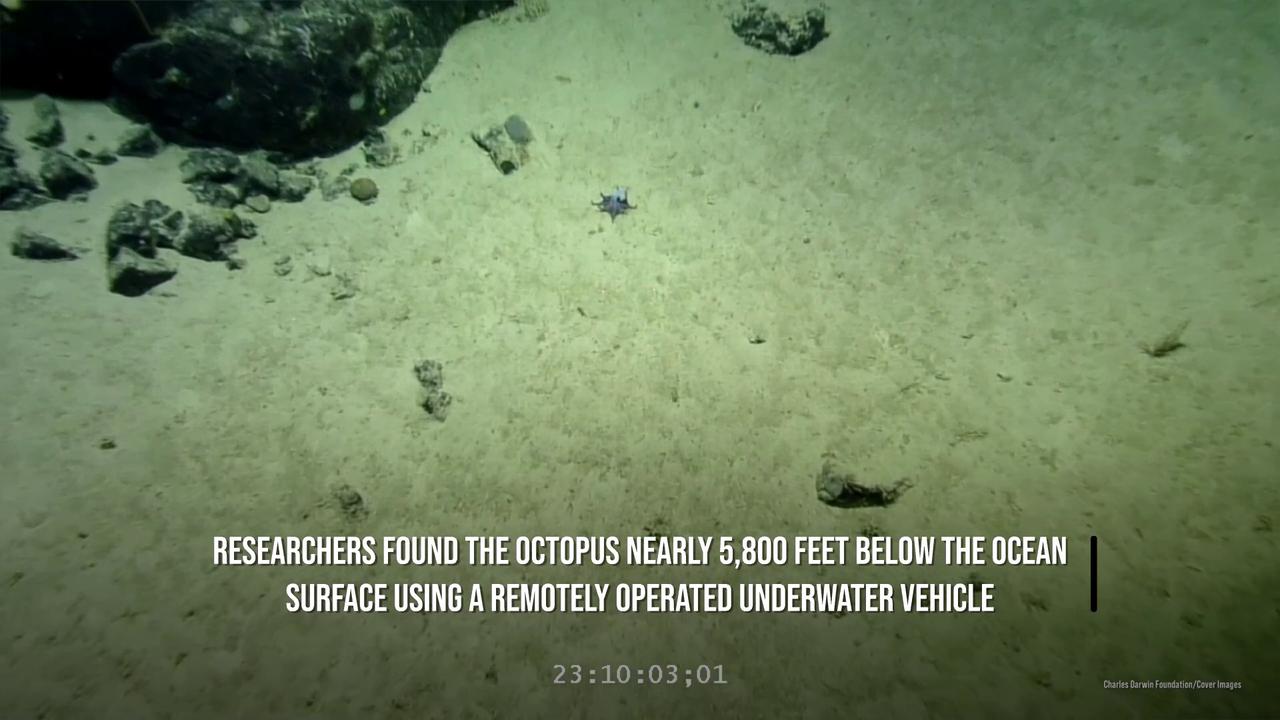 Video thumbnail for Tiny blue octopus discovered in the Galapagos Islands.