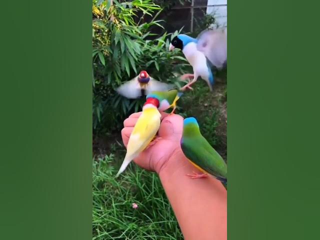 Video thumbnail for viral bird #viral