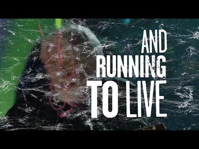 Video thumbnail for Against The Wind Bob Seger & The Silver Bullet Band 1980 HD