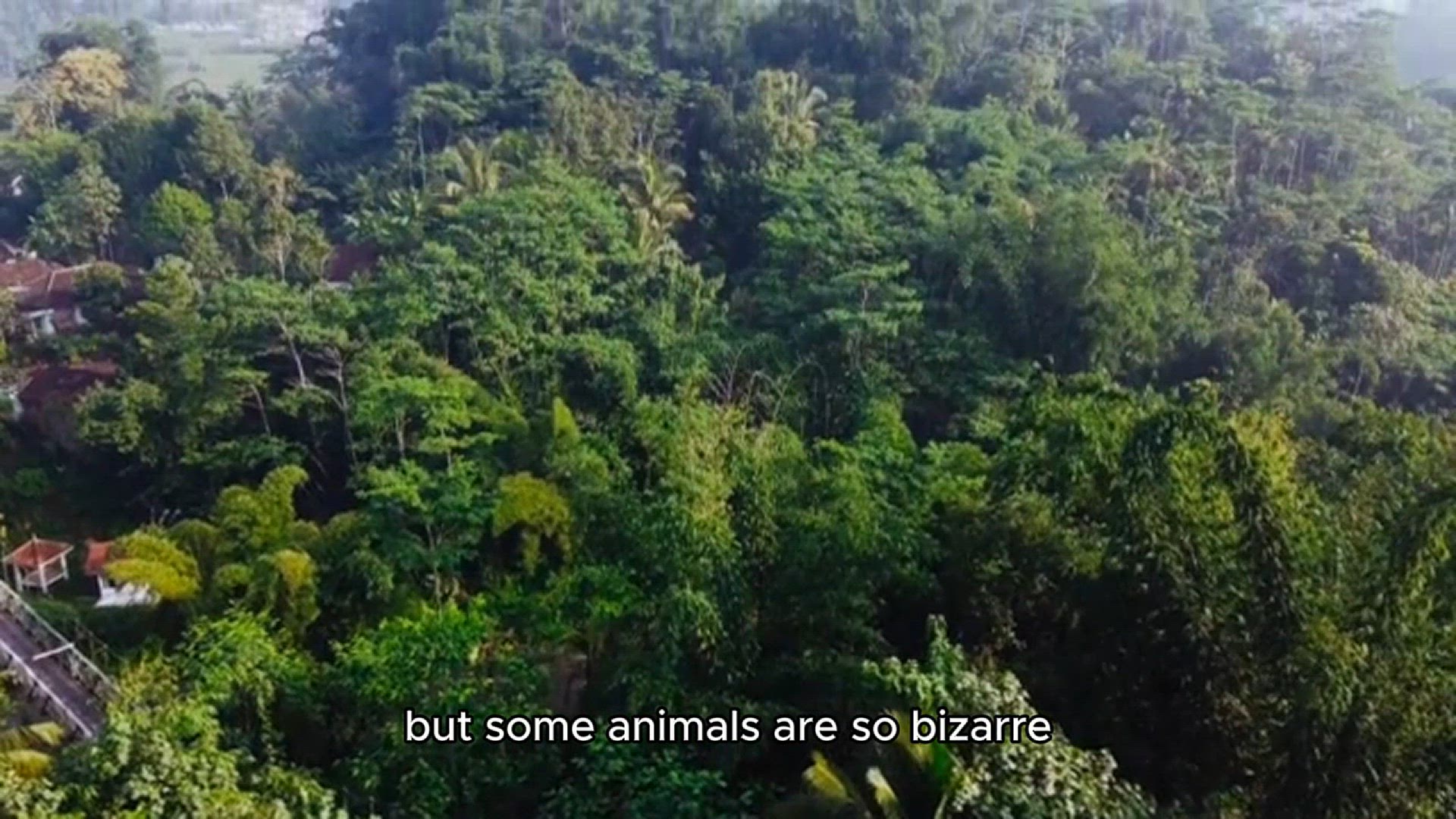 Video thumbnail for Animals You Won’t Believe Exist