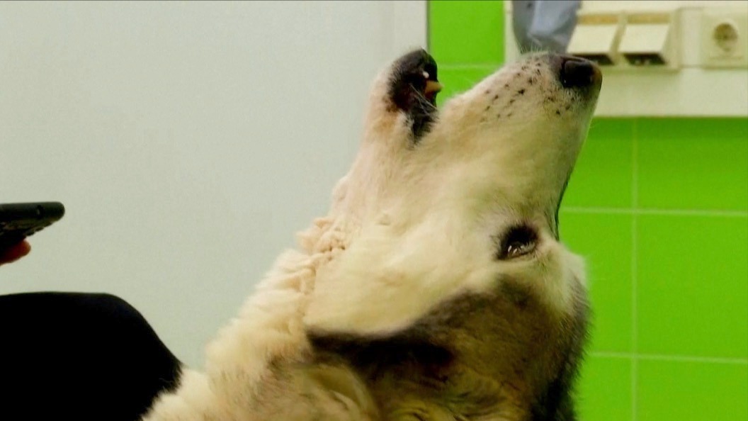 Video thumbnail for Why Do Some Dog Breeds Howl More Than Others?