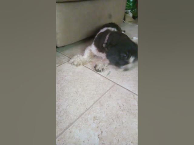 Video thumbnail for dog reveal