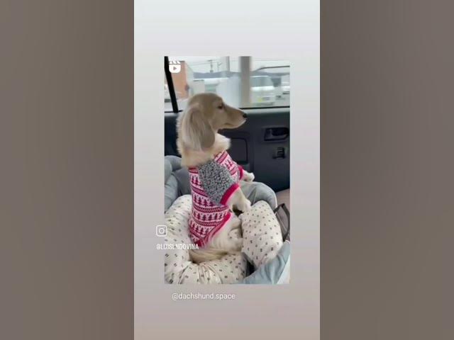 Video thumbnail for Dog is Love