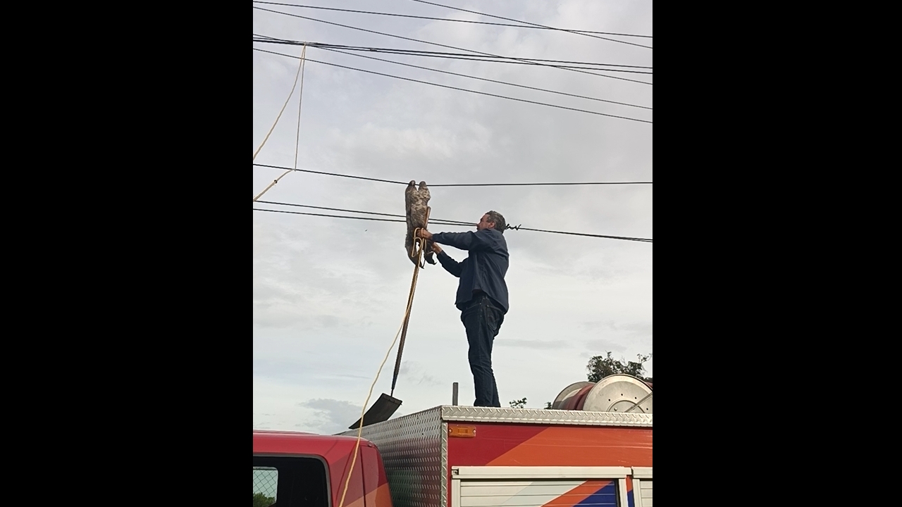 Video thumbnail for Sloth Saved from Power Lines in Venezuela!