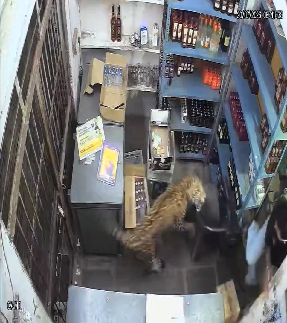 Video thumbnail for Leopard caught on camera storming into a store in Rajasthan, India