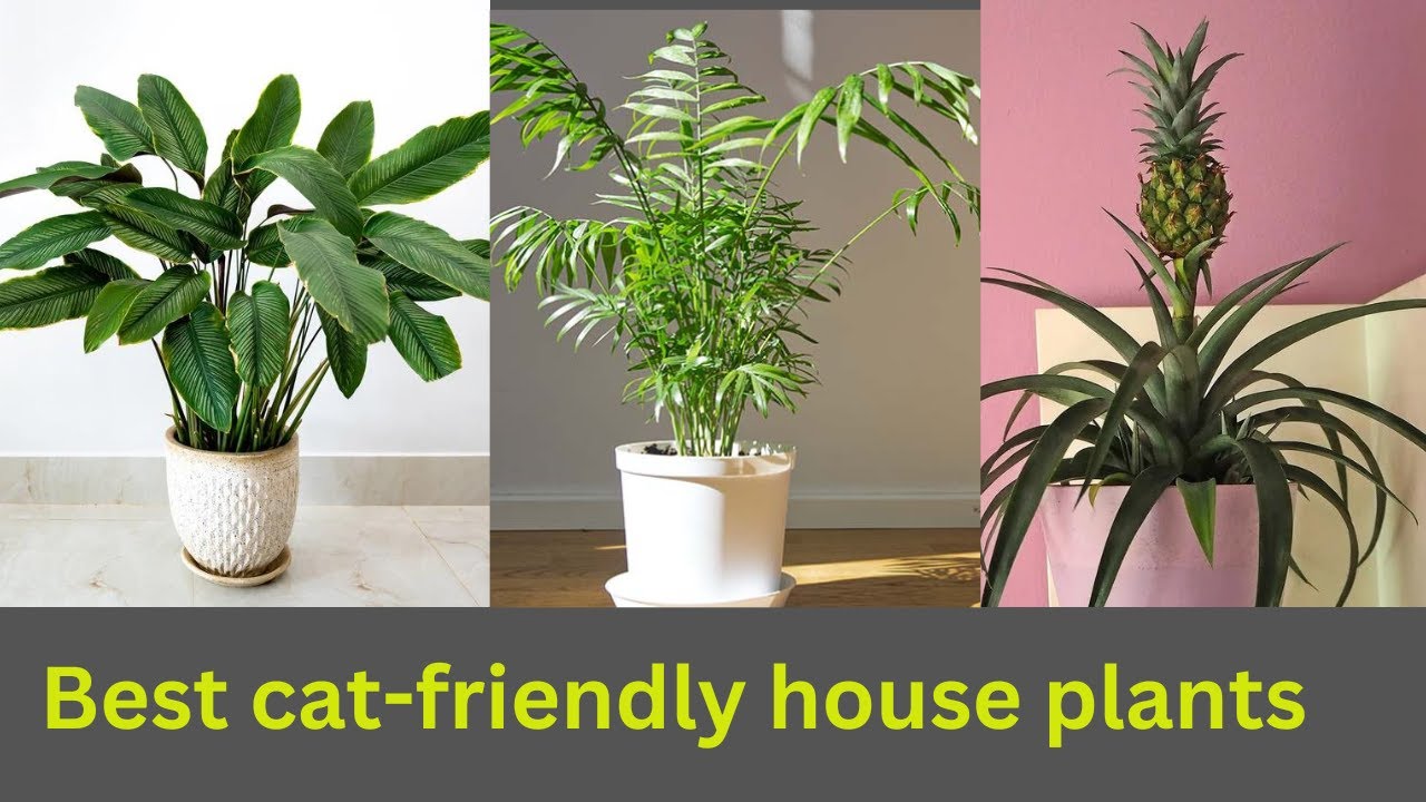 Video thumbnail for Best cat friendly house plants || #cat #plants