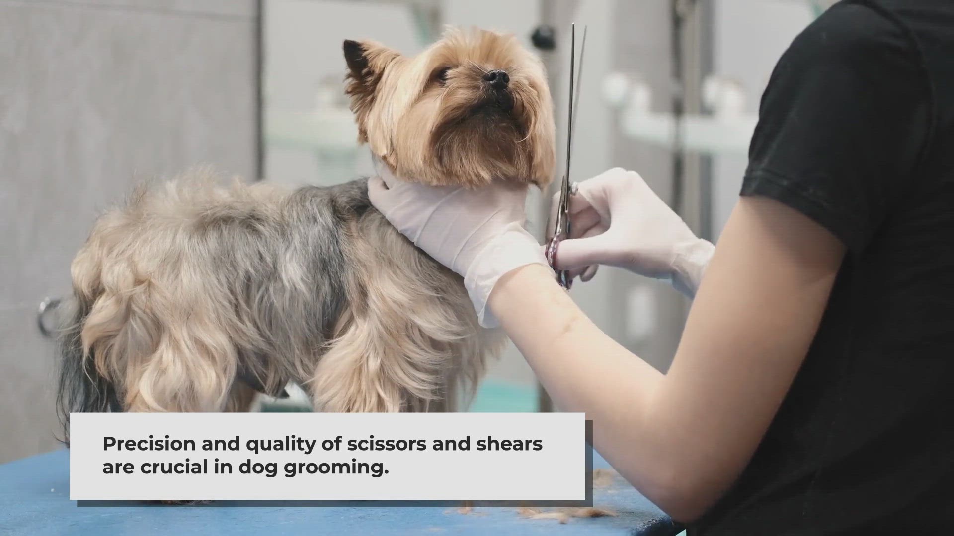 Video thumbnail for Cut Above the Rest: Dog Grooming Scissors and Shears