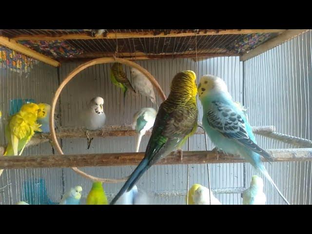 Video thumbnail for 🌅 Floresta viva com periquitos coloridos – 2 Minutos #floresta #periquitoscoloridos #relaxamento