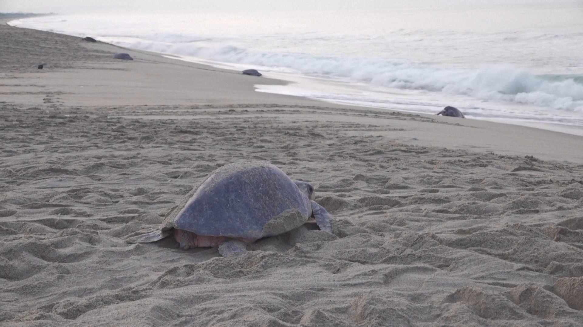 Video thumbnail for Spectacular turtle nesting event in southern Mexico