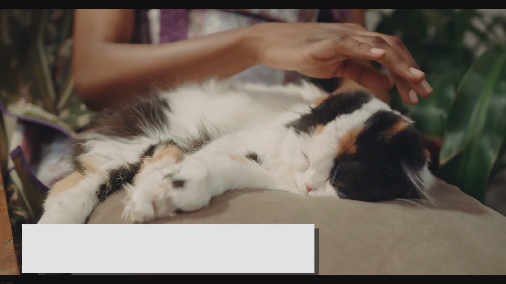 'Video thumbnail for Tuxedo Ragdolls: The Elite Feline Fashionistas!'