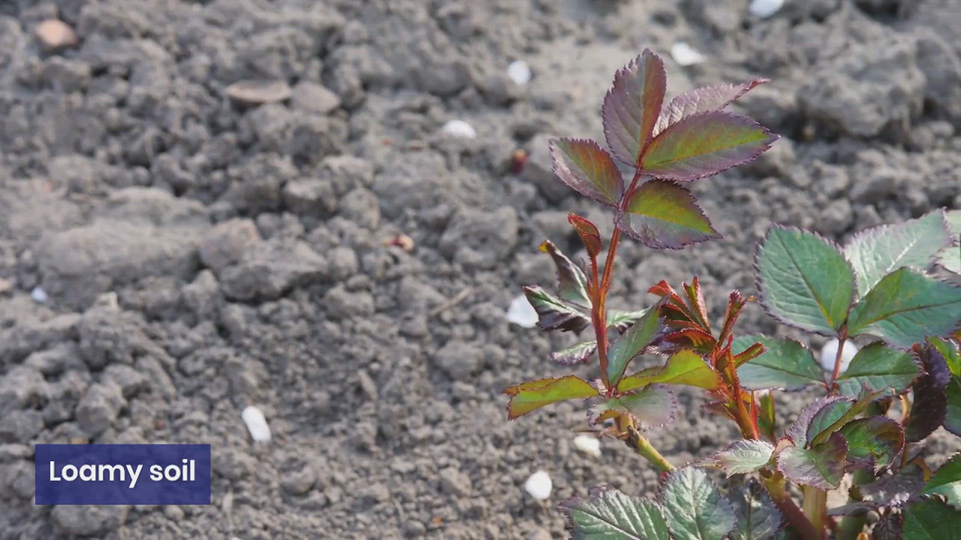 'Video thumbnail for What Type of Soil is the Best for Garden'