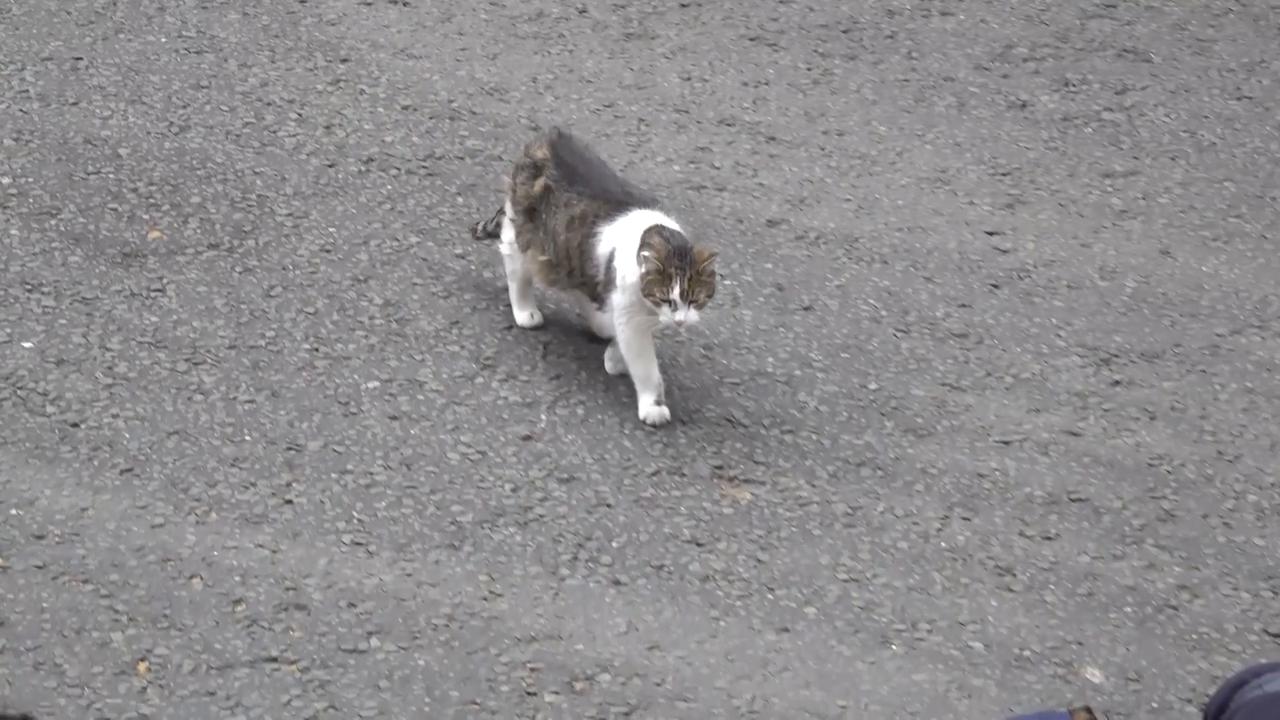 Video thumbnail for UK: 10 Downing Street's Larry the Cat outlasts six UK prime ministers.