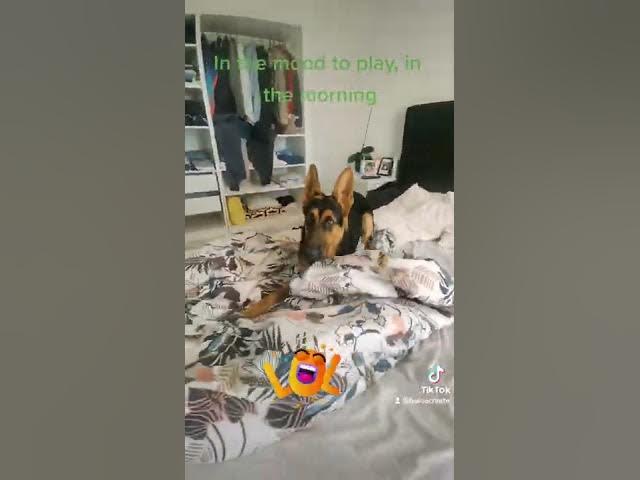 Video thumbnail for That's the #craziest #gsd #ever #seen #play