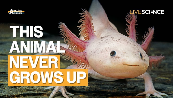 Video thumbnail for Axolotl: The amphibian that never grows up | Amazing Animals