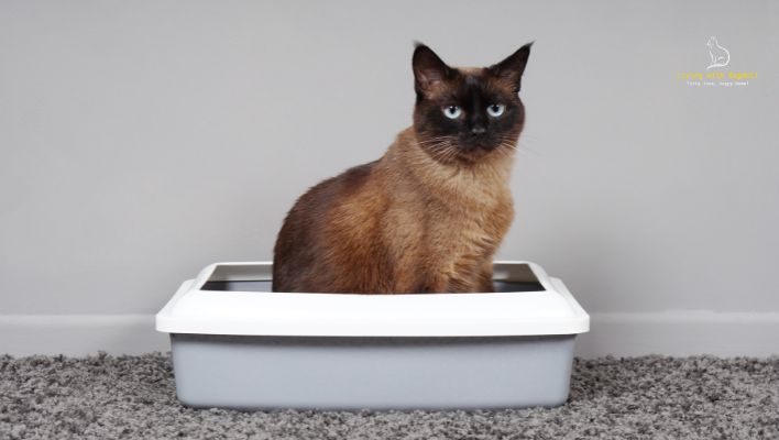 'Video thumbnail for A Guide to Ragdoll Cat Litter Training: Tips for Success'