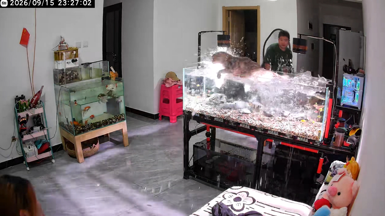 Video thumbnail for Cat Jumps Into Aquarium and Quickly Climbs Out in Yunnan Home