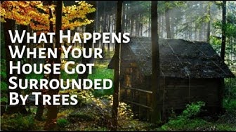 'Video thumbnail for Forest houses: What Happens When Your House Got Surrounded By Trees'