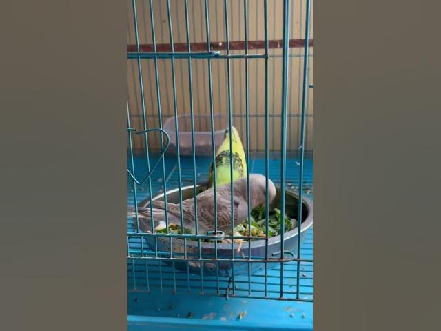 Video thumbnail for Budgies Eat Mixed Egg Food