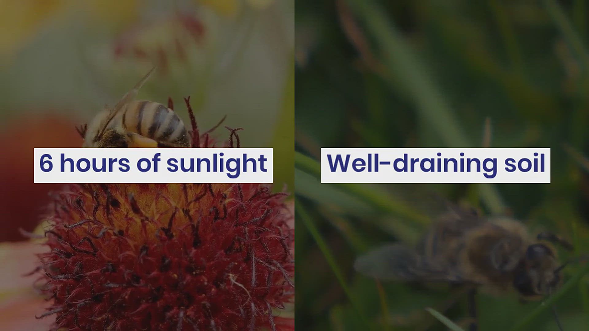'Video thumbnail for How to Grow Blue Fescue in Your Garden'